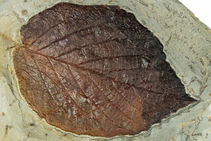 Fossil Leaf (Beringiaphyllum) - Montana #320216